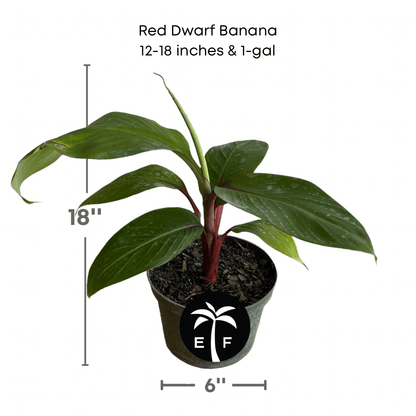 Red Dwarf Banana Tree or Red Cuban Banana Fruit Trees Everglades Farm 12-18 inches & 1-gal 