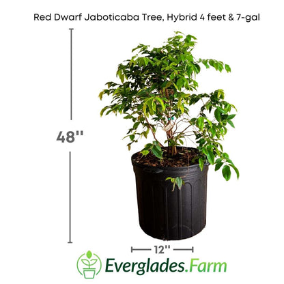 Red Dwarf Jaboticaba Tree, Hybrid