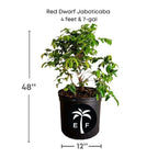 Red Dwarf Jaboticaba Tree, Hybrid Fruit Trees 100-Carlos Tropical Fruits 4 feet & 7-gal 