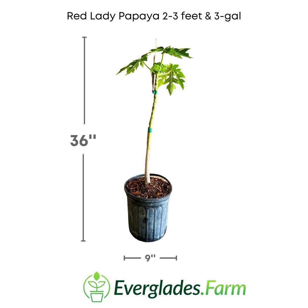 Red Lady papaya tree you have for sale that is three feet tall and is in a three-gallon plastic container.