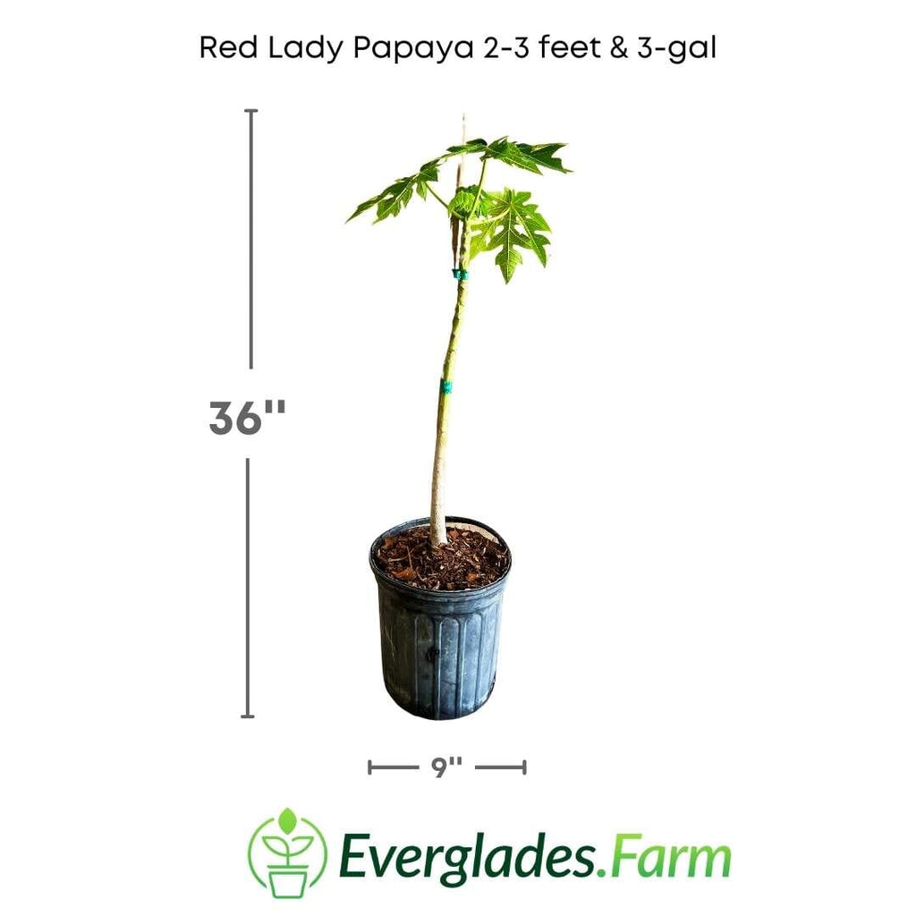 Red Lady Papaya Dwarf Tree Fruit Trees 103-Pine Island Nursery 2-3 feet & 3-gal