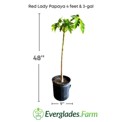 This image shows a beautiful Red Lady papaya tree with large, dark green leaves and a compact, bushy growth habit.