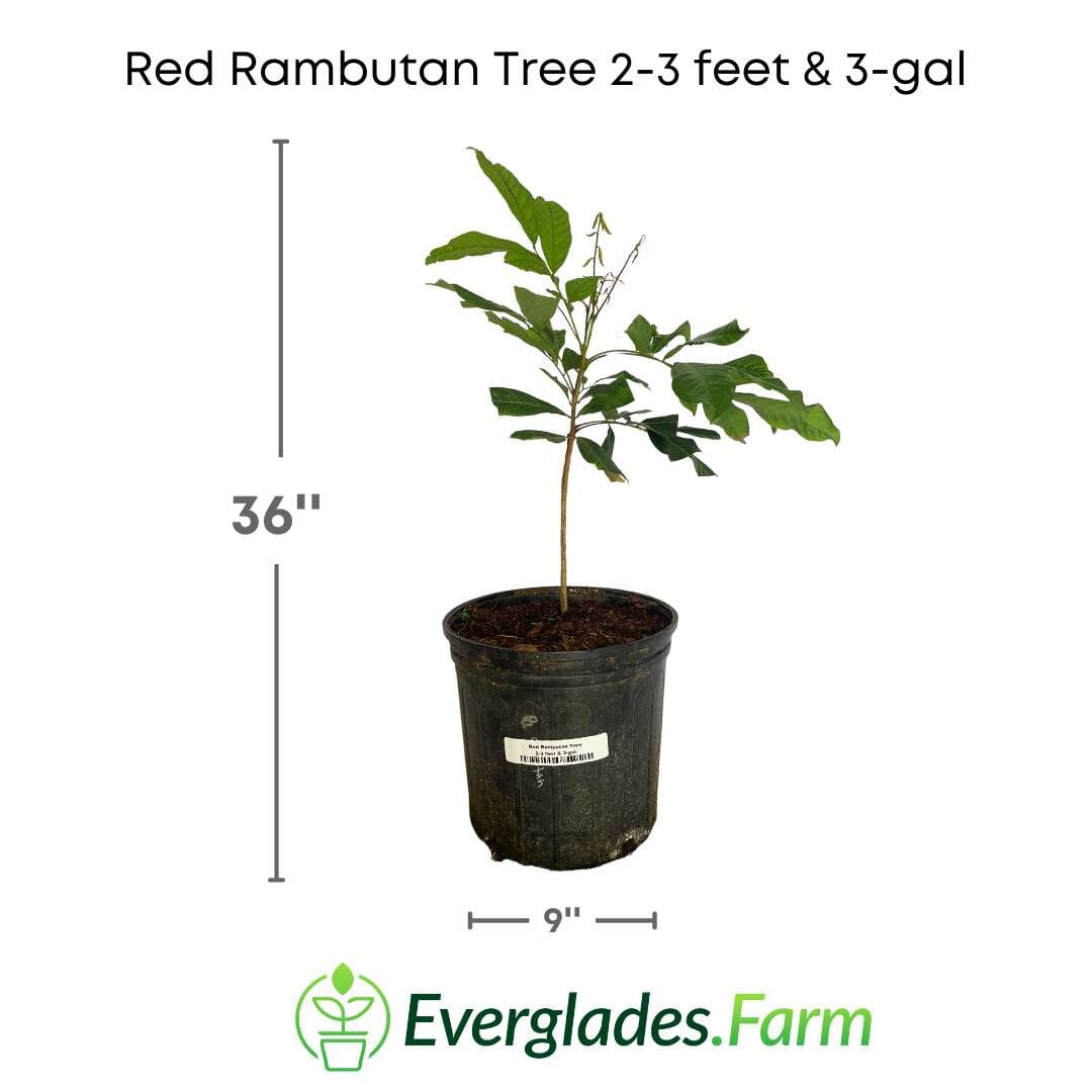 Red Rambutan Tree Fruit Trees 103-Pine Island Nursery 2-3 feet & 3-gal