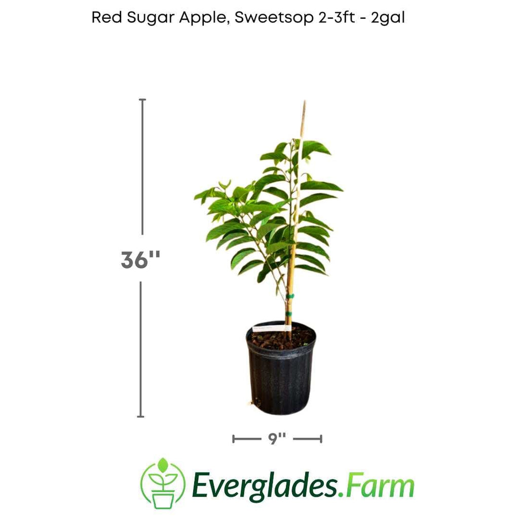 Red Sugar Apple, Sweetsop, Annona Tree Fruit Trees 100-Carlos Tropical Fruits 2-3 feet & 3-gal 