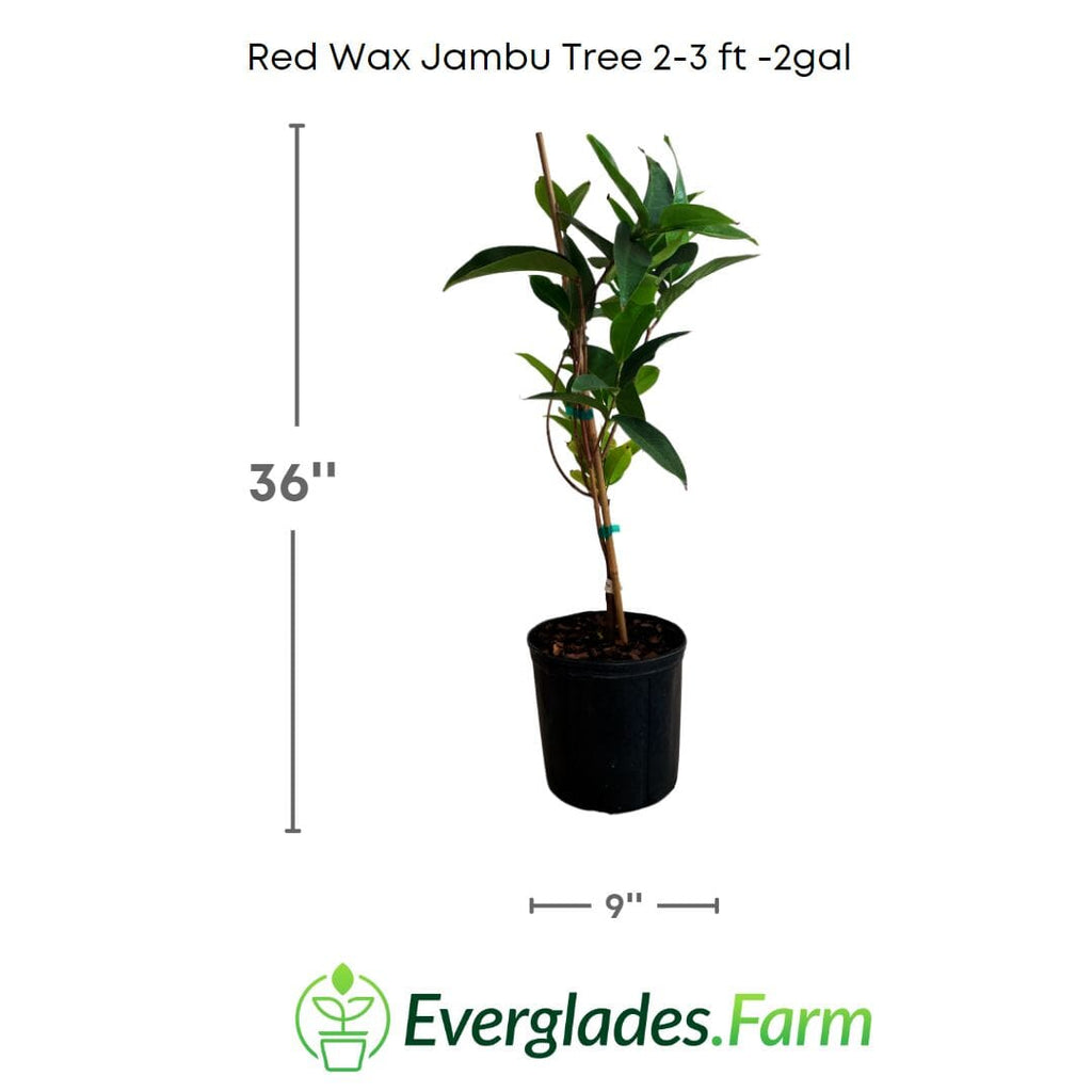 Red Wax Jambu Tree Fruit Trees 100-Carlos Tropical Fruits
