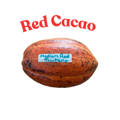 red cacao pod