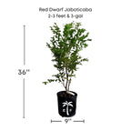 Red Dwarf Jaboticaba Tree, Hybrid Fruit Trees 100-Carlos Tropical Fruits 2-3 feet & 3-gal 