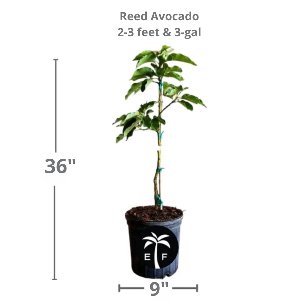 Reed Avocado Tree Grafted Fruit Trees 111-Lalo Melo 
