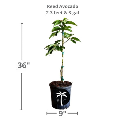 Reed Avocado Tree Grafted Fruit Trees 111-Lalo Melo 