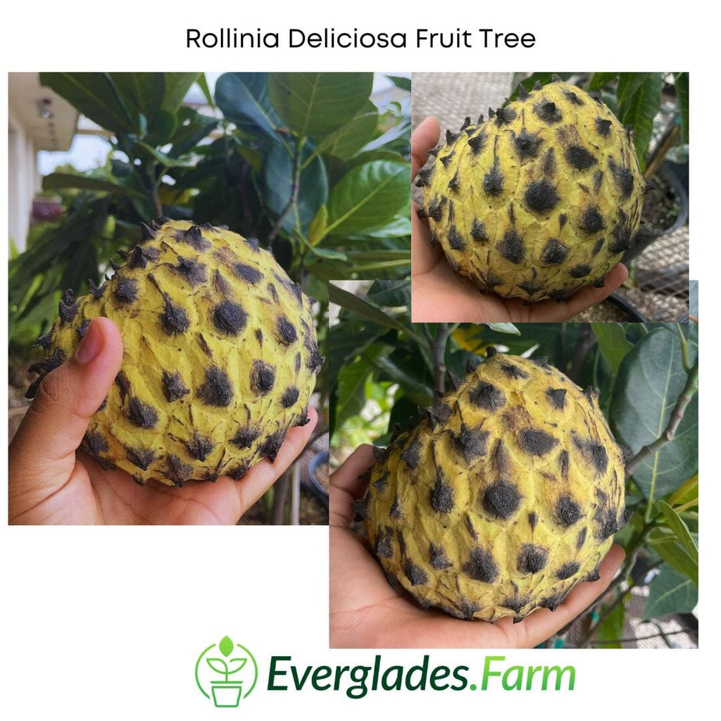 Rollinia Deliciosa Fruit Tree 100-Carlos Tropical Fruits