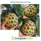 Rollinia Deliciosa Fruit Tree 100-Carlos Tropical Fruits