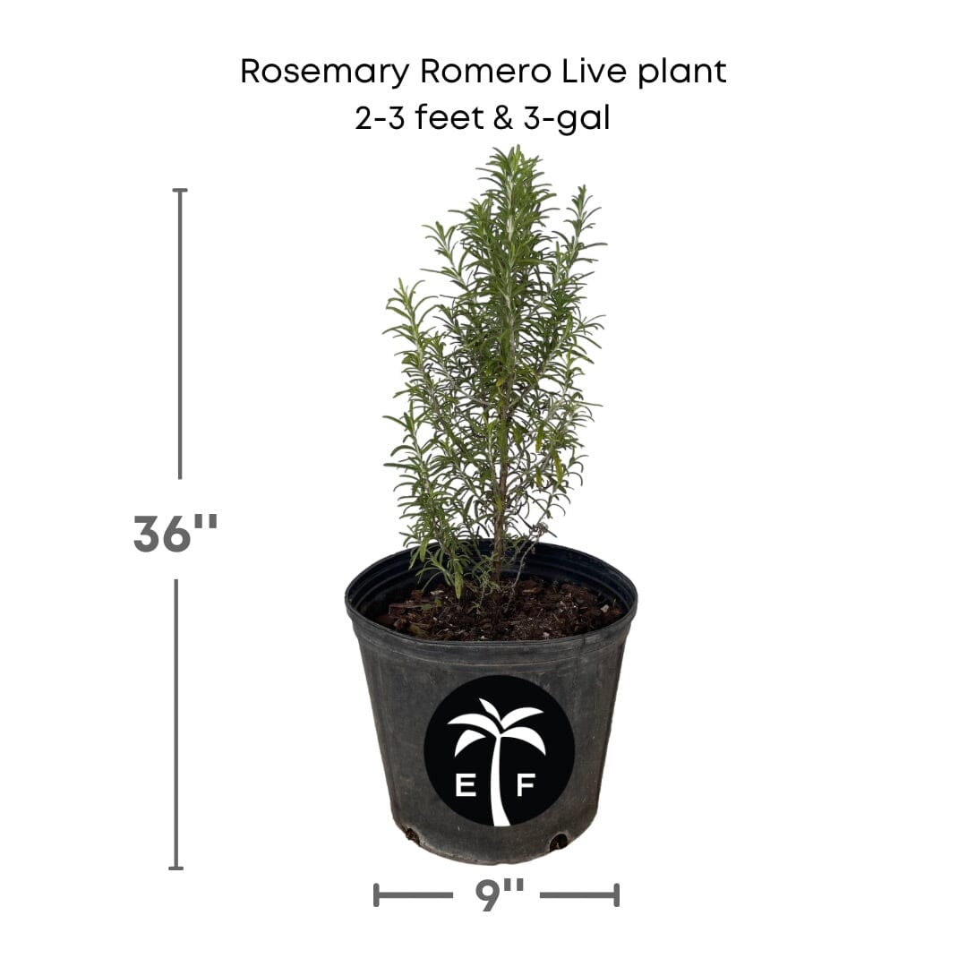 Rosemary Romero Live Plant in 3 gal container Herbs 115-Orlando Nursery 2-3 feet & 3-gal 