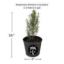 Rosemary Romero Live Plant in 3 gal container Herbs 115-Orlando Nursery 2-3 feet & 3-gal