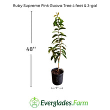Load image into Gallery viewer,  The Ruby Supreme Pink Guava prefers a warm and humid climate, and requires well-drained soil that is rich in nutrients. It can be grown from seeds or by grafting onto young trees.

