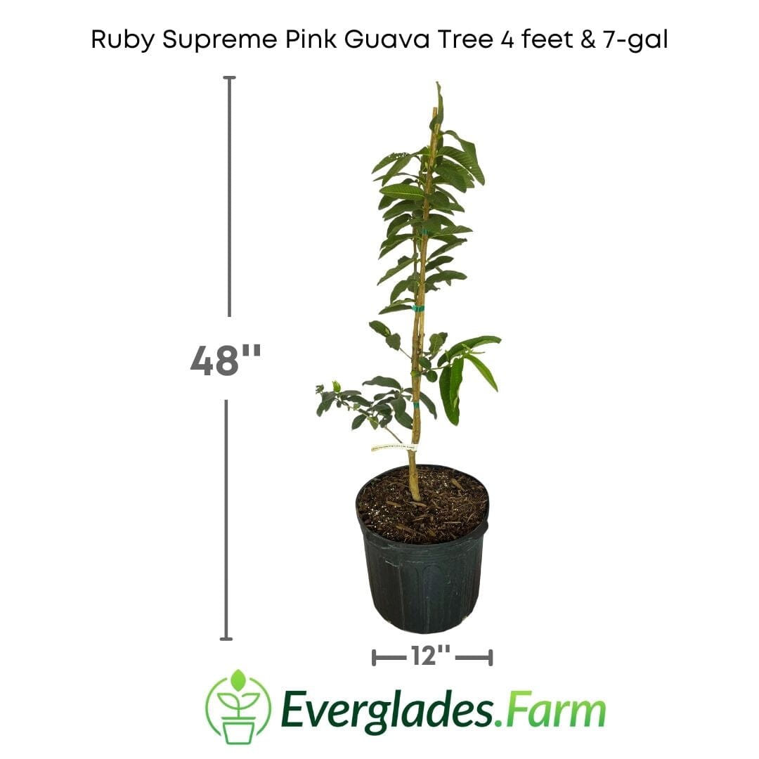 Ruby Supreme Pink Guava Tree, Grafted 100-Carlos Tropical Fruits 4 feet & 7-gal 