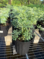 Live Ruda Plant (Ruda Rue Garden Plant) Herbs 115-Orlando Nursery 