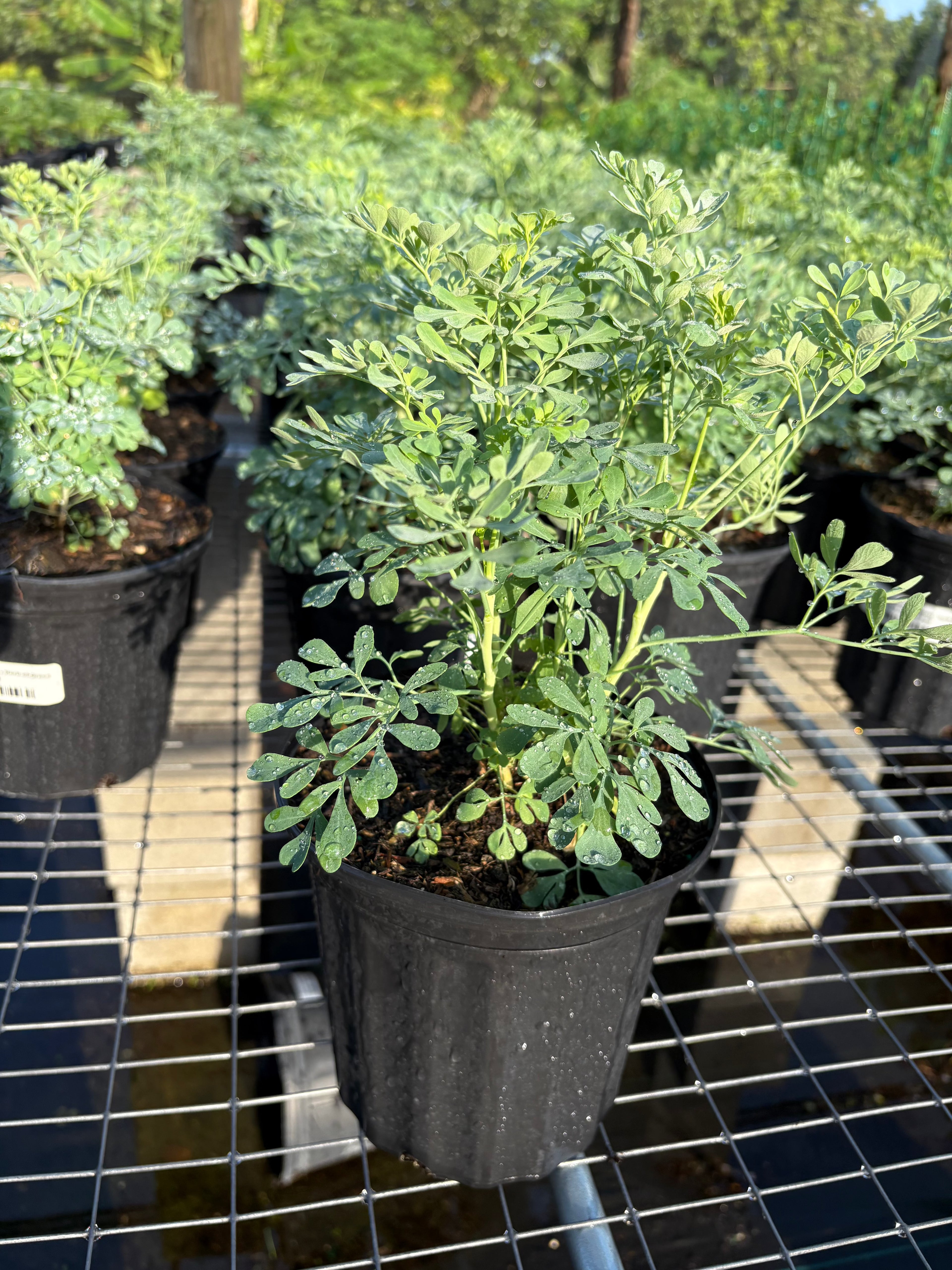 Live Ruda Plant (Ruda Rue Garden Plant) Herbs 115-Orlando Nursery 