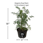 Live Ruda Plant (Ruda Rue Gartden Plant) from Florida – Fresh Medicinal Rue Her