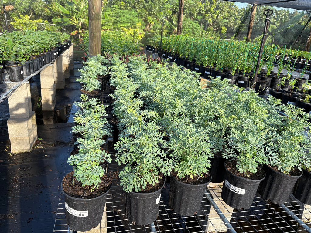 Live Ruda Plant (Ruda Rue Garden Plant) Herbs 115-Orlando Nursery 