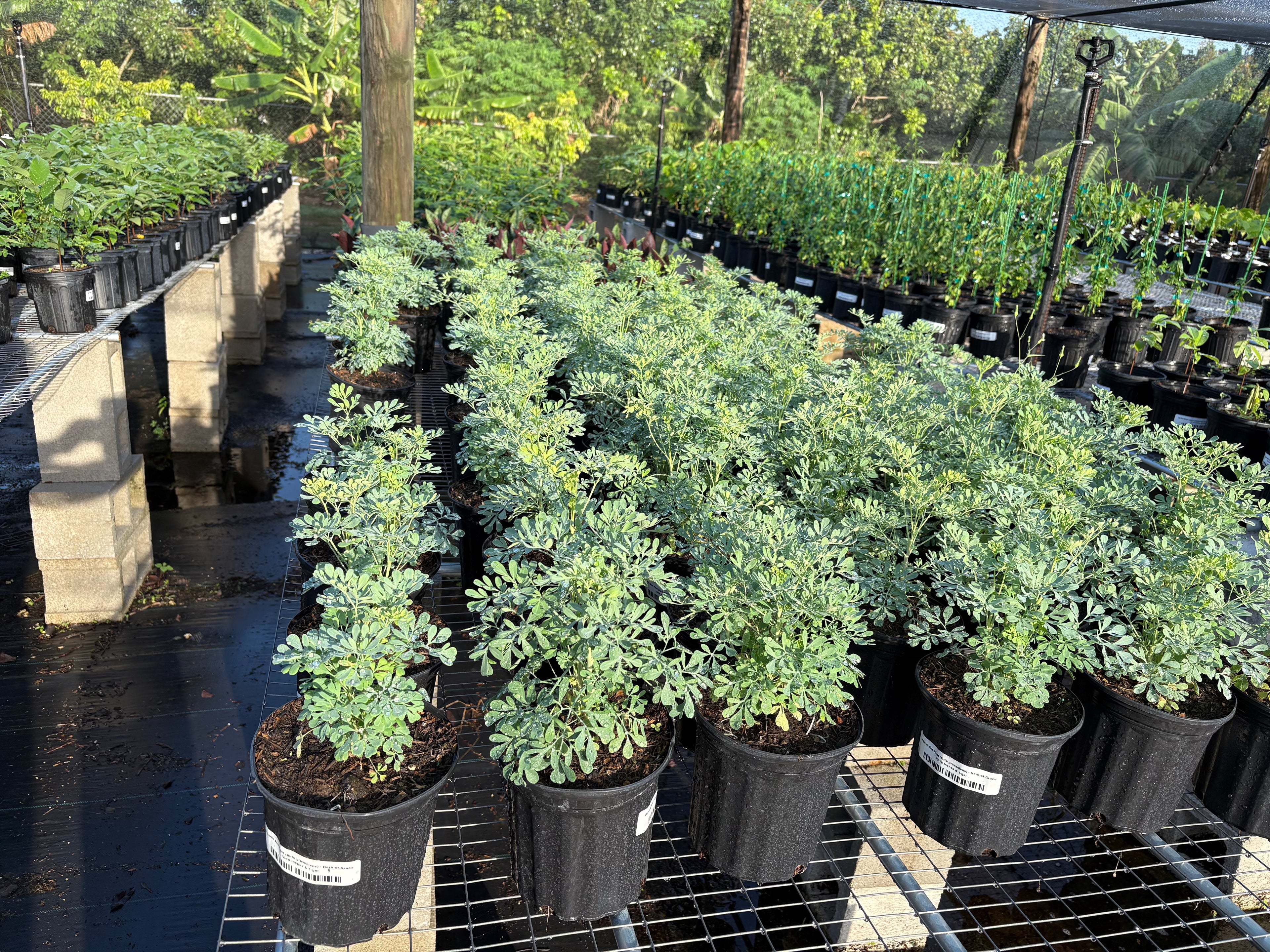 Live Ruda Plant (Ruda Rue Garden Plant) Herbs 115-Orlando Nursery 