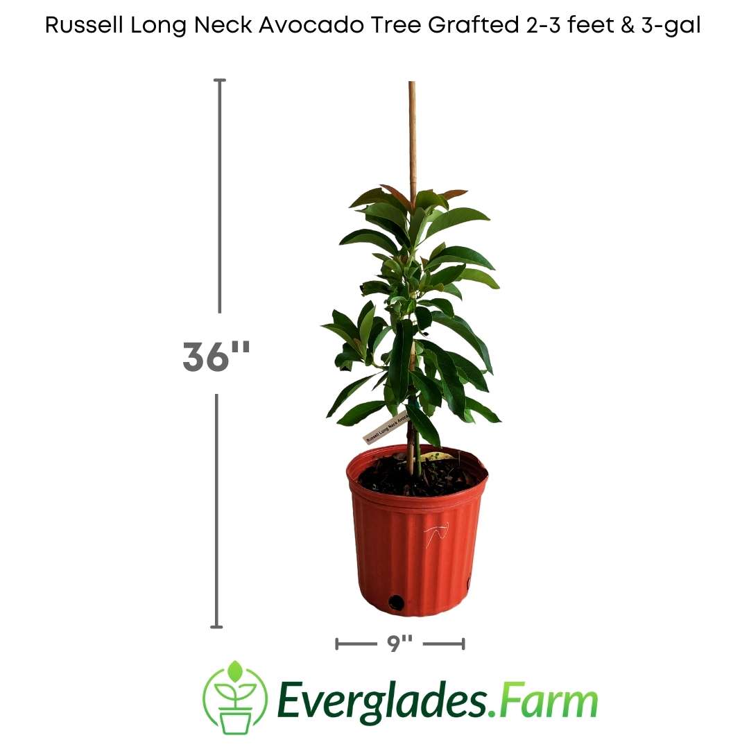Its unique characteristic is its long neck, which gives it an elegant and distinctive appearance. This tree, the result of a grafting process, combines the strength and resistance of the Russell rootstock with the exquisite and nutritious fruit of the long-necked avocado.