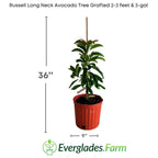 Russell Long Neck Avocado Tree Grafted Fruit Trees 100-Carlos Tropical Fruits 2-3 feet & 3-gal