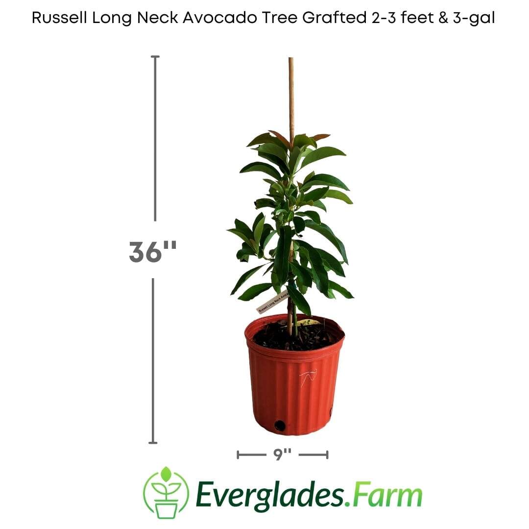 Russell Long Neck Avocado Tree Grafted Fruit Trees 100-Carlos Tropical Fruits 2-3 feet & 3-gal