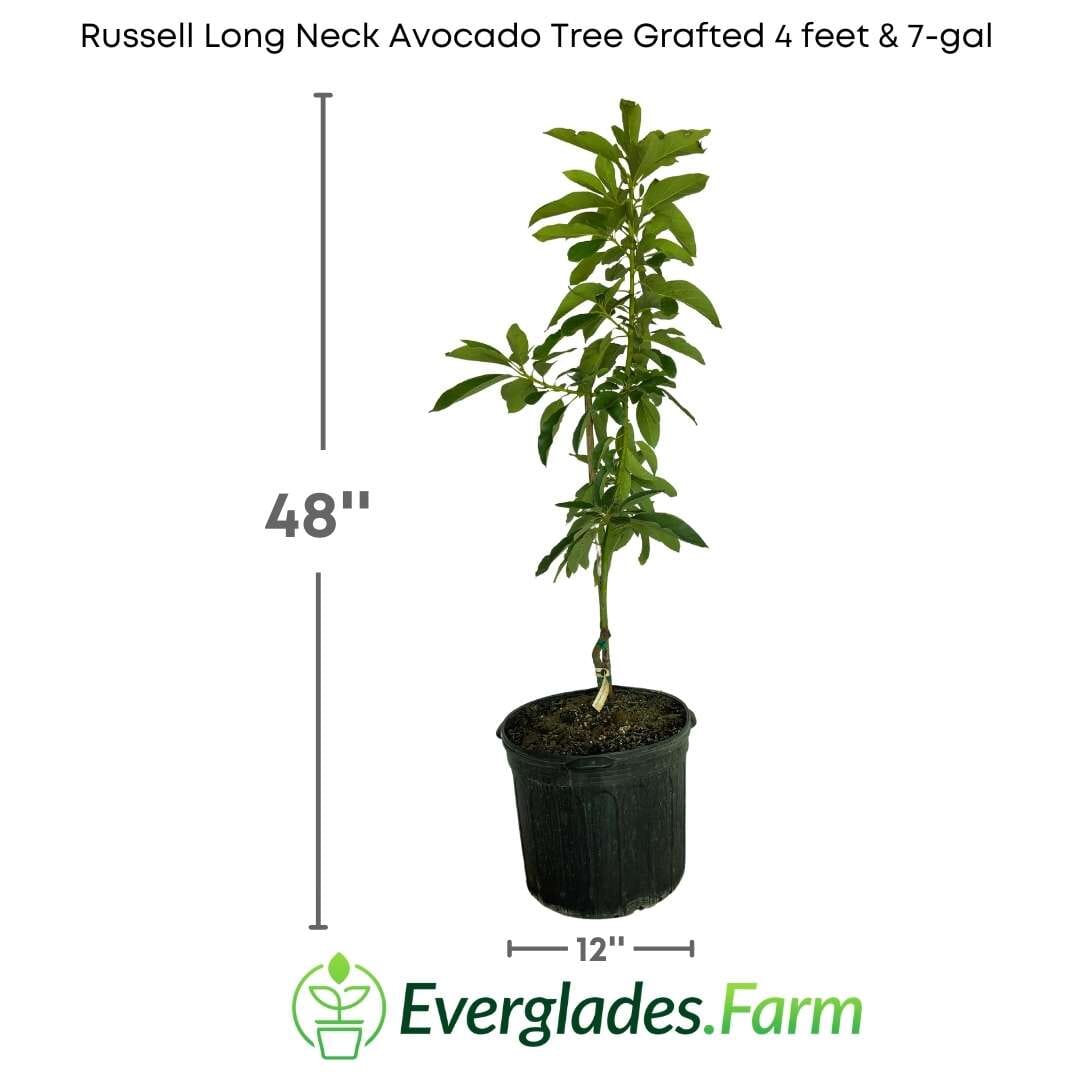 Russell Long Neck Avocado Tree Grafted Fruit Trees 100-Carlos Tropical Fruits 4 feet & 7-gal