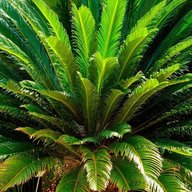 Sago Palm Tree in 3 gal container 3 feet tall Everglades Farm