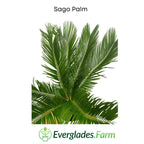 Sago Palm Tree in 3 gal container 3 feet tall Everglades Farm