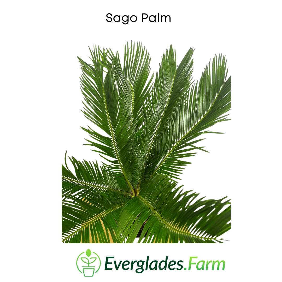 Sago Palm Tree in 3 gal container 3 feet tall Everglades Farm 