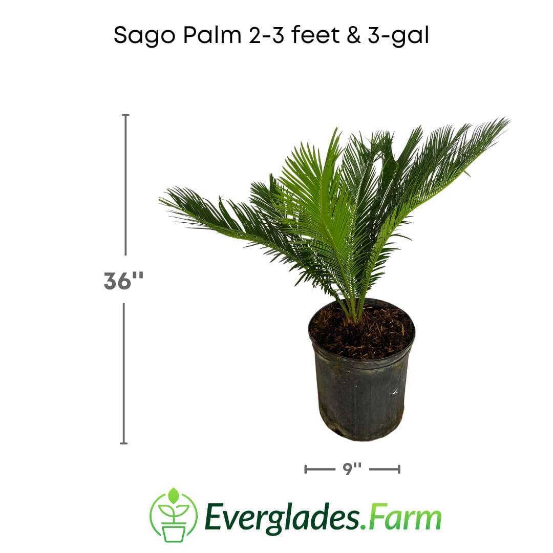 Sago Palm Tree in 3 gal container 3 feet tall Everglades Farm