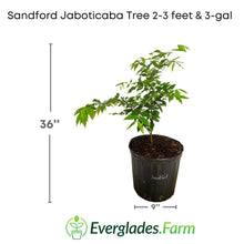 Sanford Jaboticaba Tree Fruit Trees 103-Pine Island Nursery 2-3 feet & 3-gal