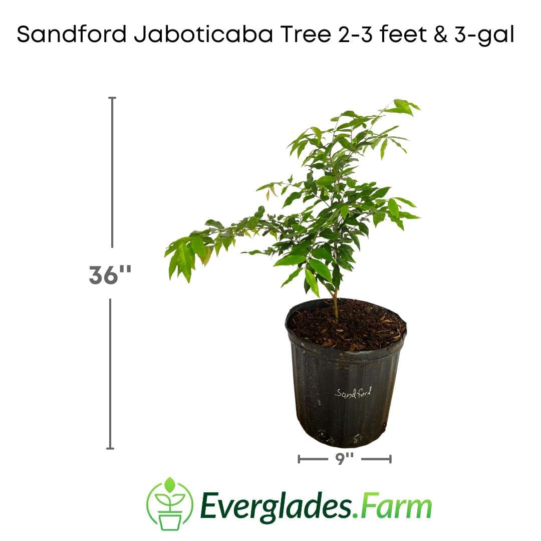Sanford Jaboticaba Tree Fruit Trees 103-Pine Island Nursery 2-3 feet & 3-gal