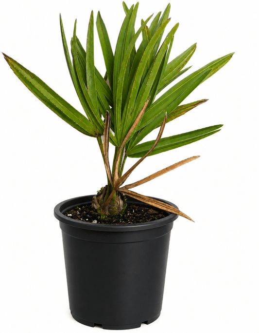 Saw Palmetto Palm Everglades Farm 1-2 feet & 1-gal 
