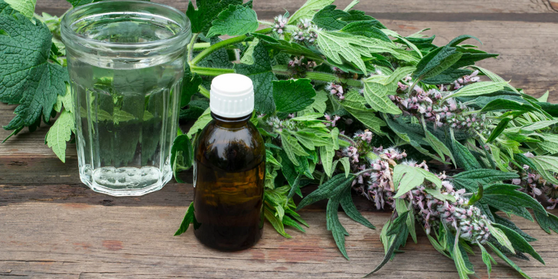 The Cultural Connection Behind America’s Growing Taste for Medicinal Plants and Tropical Fruit Trees