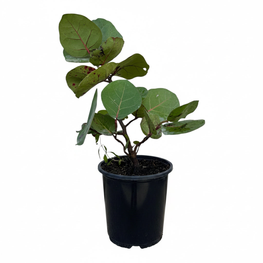A small potted plant with broad green leaves and reddish veins, growing in a black plastic nursery pot against a plain white background.