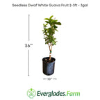 Seedless Dwarf White Guava Fruit Tree 100-Carlos Tropical Fruits 2-3 ft. & 3-gal.