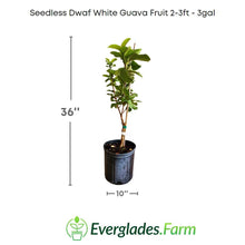 Seedless Dwarf White Guava Fruit Tree 100-Carlos Tropical Fruits 2-3 ft. & 3-gal.