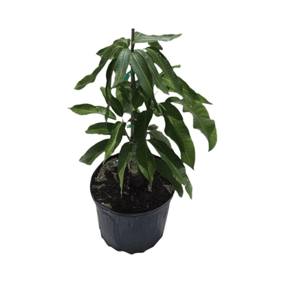Fruit Punch Mango Tree, Grafted Fruit Trees 102-Zill High Performance Plants 