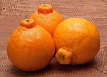 Shiranui Dekopon Mandarin Tree Grafted 113-Brite Leaf Citrus Nursery