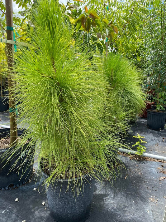 Slash Pine, South Florida, Pinus Elliottii Densa 130-Casey's Corner Nursery 