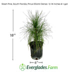 Slash Pine, South Florida, Pinus Elliottii Densa 130-Casey's Corner Nursery 12-18 inches & 1-gal 