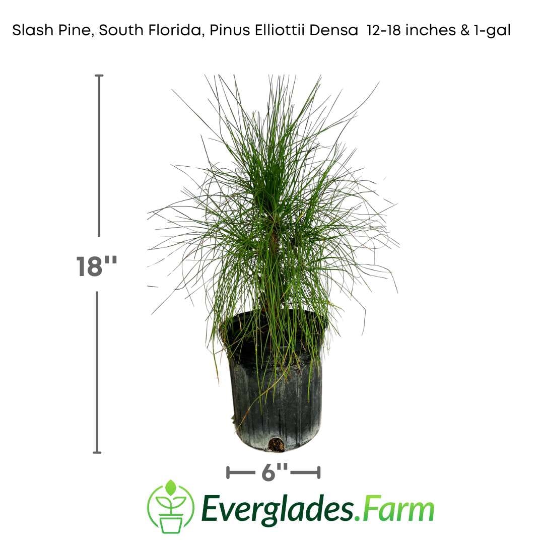 Slash Pine, South Florida, Pinus Elliottii Densa 130-Casey's Corner Nursery 12-18 inches & 1-gal 