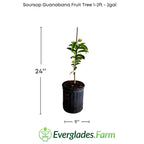 Whitman Fiberless Soursop Guanabana Grafted Fruit Tree Fruit Trees 112-Lara Farm