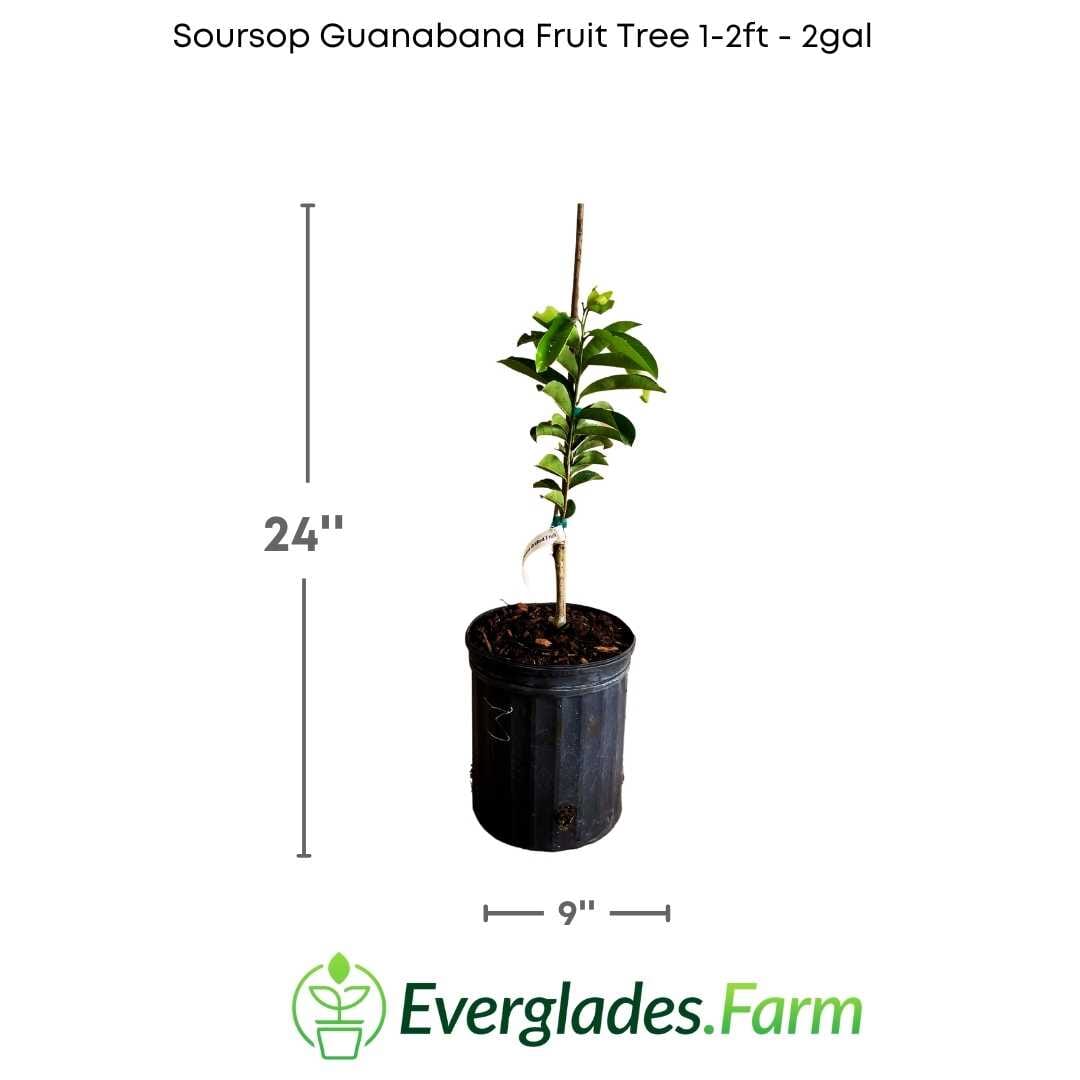 Whitman Fiberless Soursop Guanabana Grafted Fruit Tree Fruit Trees 112-Lara Farm