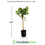 Whitman Fiberless Soursop Guanabana Grafted Fruit Tree Fruit Trees 112-Lara Farm 4 feet & 3-gal