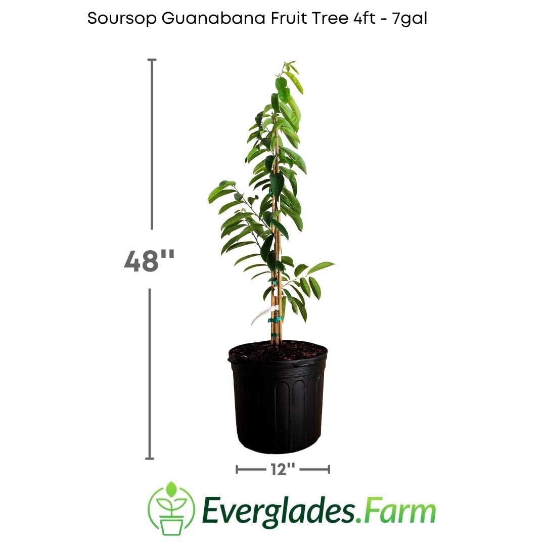Yellow Soursop Guanabana Grafted Fruit Tree Fruit Trees 100-Carlos Tropical Fruits 4 feet & 7-gal