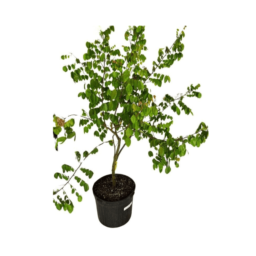 Arkin Star fruit Carambola Fruit Tree, Grafted Fruit Trees 100-Carlos Tropical Fruits 2-3 feet & 3-gal 
