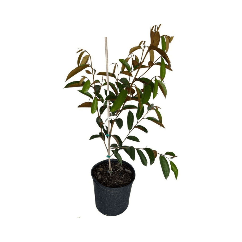 Purple Star Apple / Caimito Morado Grafted Fruit Trees 100-Carlos Tropical Fruits 2-3 feet & 3-gal 